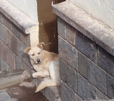 Perro guardian