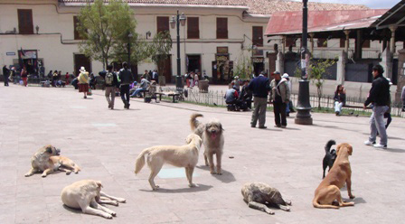 perros labor